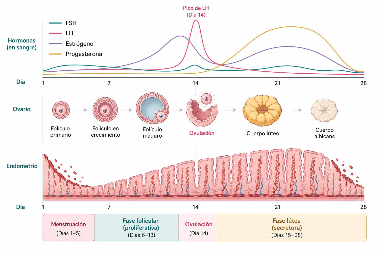 Esquema del ciclo menstrual con las hormonas, el ovario y el endometrio