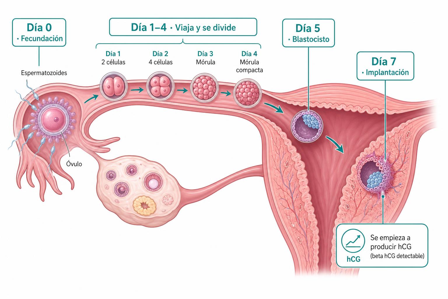 Línea de tiempo del viaje del óvulo fecundado por la trompa hasta la implantación y el inicio del beta hCG